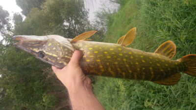 Northern Pike, 2.0 kg — Petešos