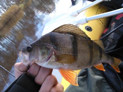 Eurasian perch ×10 — Minija