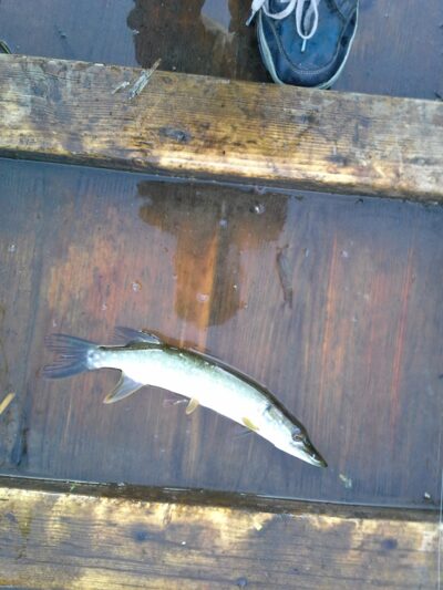 Northern Pike ×3