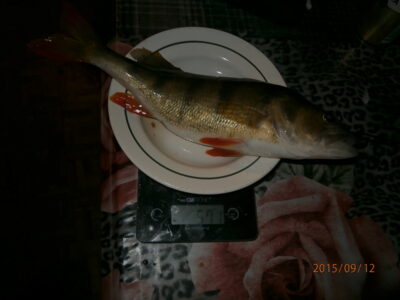 Eurasian perch, 0.6 kg