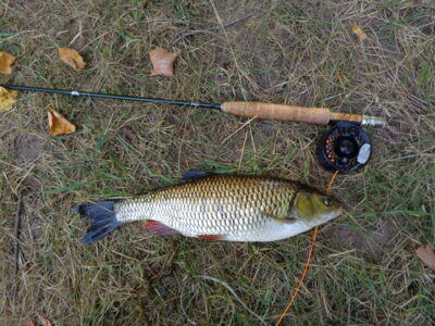 chub, 1.0 kg — Lėvuo