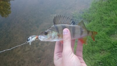 Eurasian perch — Minija