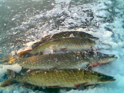 Northern Pike ×4 — Lielupe