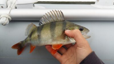 Eurasian perch ×4 — Nemėžių