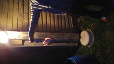 Northern Pike, 1.4 kg