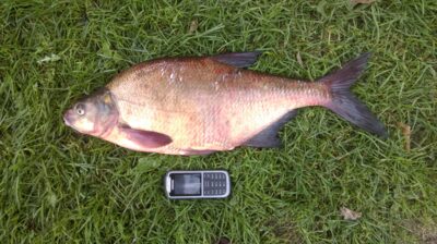 Carp bream, 2.5 kg — Aviris
