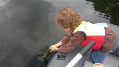 Northern Pike — Gelūžė