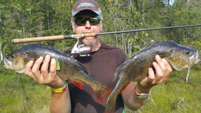 Eurasian perch, 1.7 kg