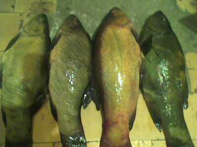 Tench ×4 — Drąsutaičių
