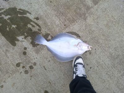 Turbot, 0.8 kg