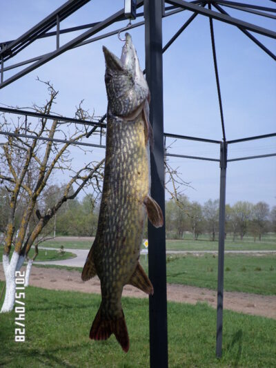 Northern Pike, 3.6 kg — Plikių