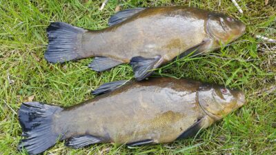 Tench, 2.4 kg