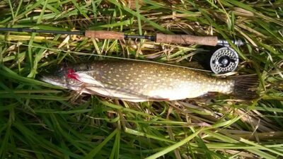 Northern Pike, 2.8 kg — Danė