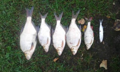 Carp bream, 0.5 kg
