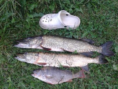 Northern Pike, 2.5 kg