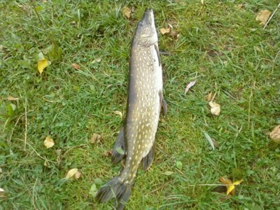 Northern Pike, 1.5 kg — Drąsutaičių