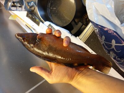 Cuckoo wrasse, 0.4 kg