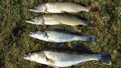 Pike perch, 2.2 kg