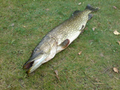 Northern Pike, 3.8 kg — Alaušas