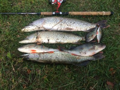 Northern Pike ×3 — Akmena