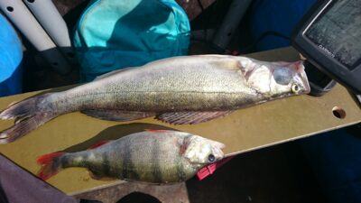 Pike perch, 1.6 kg — Kuršių