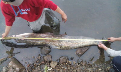Wels catfish, 35.0 kg — Neman River