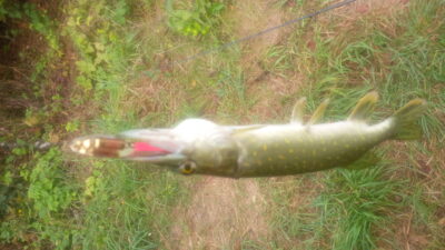 Northern Pike, 0.3 kg — Kiemelių
