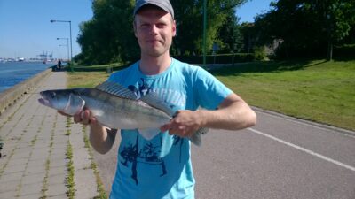 Pike perch, 2.6 kg — Kuršių