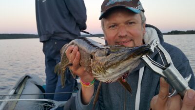Northern Pike, 2.7 kg