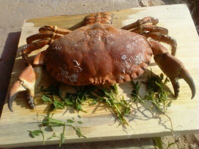 , 0.5 kg — Baltic Sea