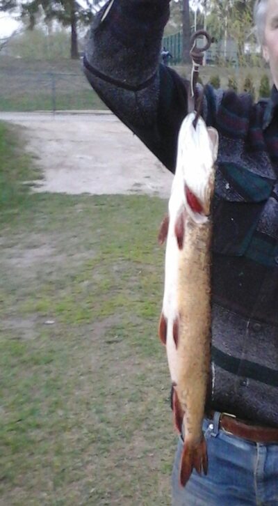 Northern Pike, 1.8 kg — Lamėstas