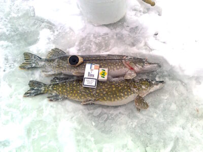 Northern Pike, 1.5 kg — Kadrėnų