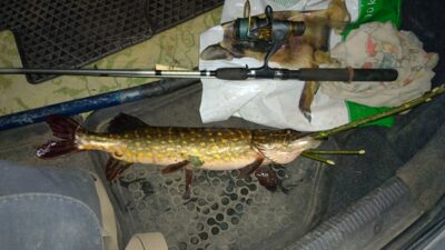 Northern Pike, 1.4 kg