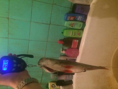 Eurasian perch ×8