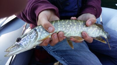 Northern Pike — Balsys