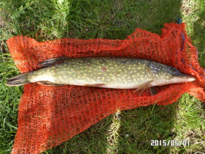 Northern Pike, 1.0 kg — Plikių