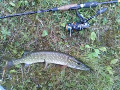 Eurasian perch