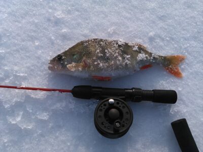 Eurasian perch, 0.3 kg