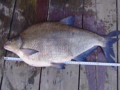 Carp bream — Baluošas