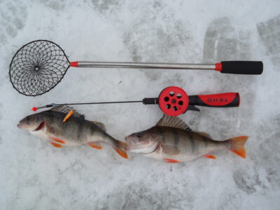 Eurasian perch, 0.2 kg — Minija
