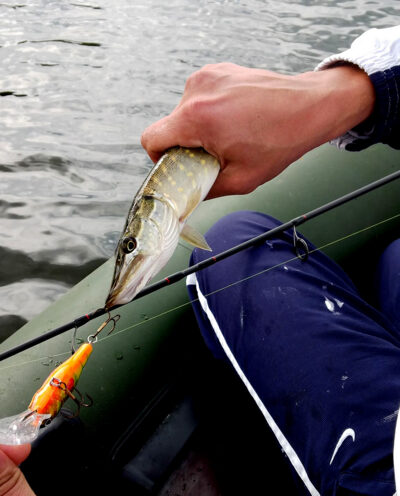 Northern Pike, 0.2 kg — Dabinčius