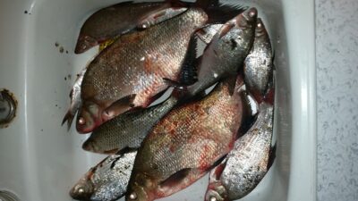 Carp bream ×2 — Kaunas reservoir