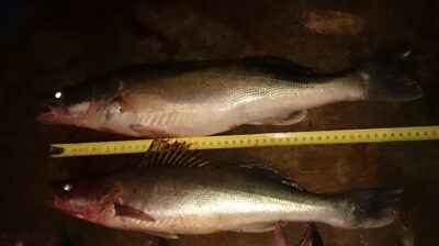 Pike perch — Kuršių