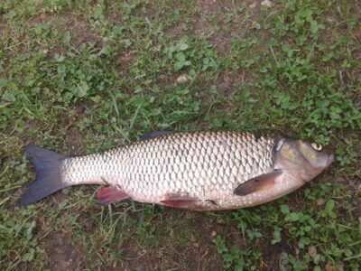 chub, 1.5 kg — Vyžuona