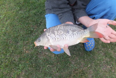 Carp, 0.4 kg