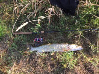 Northern Pike, 3.8 kg — Neman River