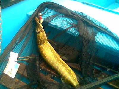 Northern Pike, 1.4 kg — Žagarės