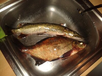Carp bream — Klaipėdos