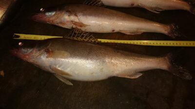 Pike perch, 1.6 kg — Kuršių