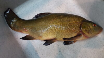 Tench, 1.4 kg